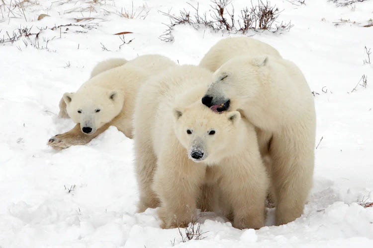 Polar Bears Canada XVIII