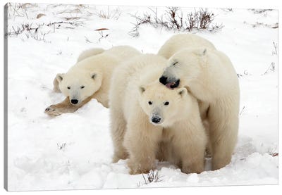 Polar Bears Canada XVIII Canvas Art Print - Miguel Lasa