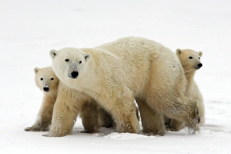 Polar Bears Canada XIX