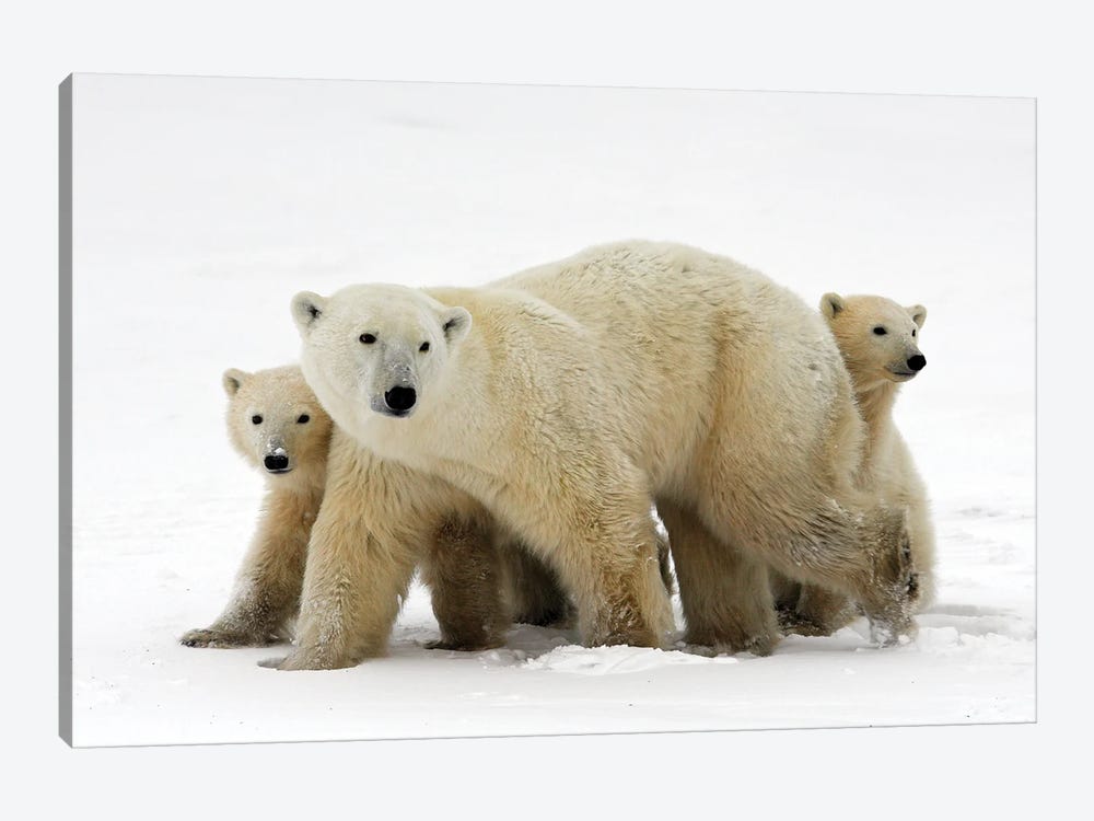 Polar Bears Canada XIX by Miguel Lasa 1-piece Canvas Print