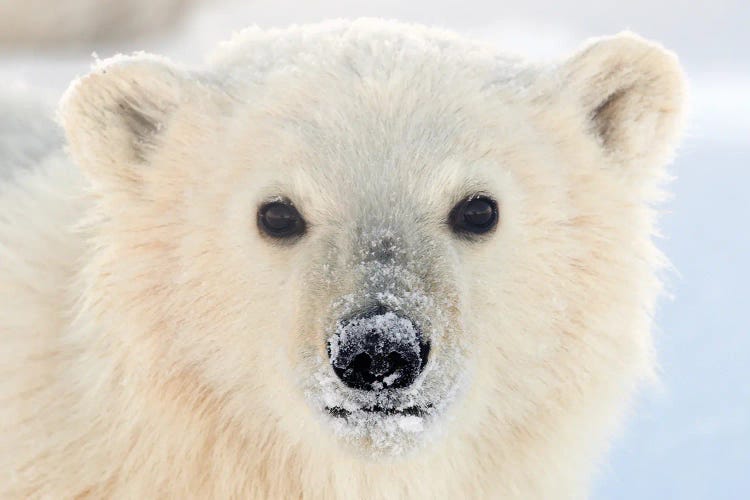 Polar Bear Canada