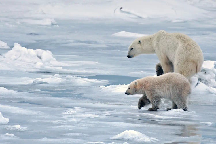 Polar Bears Canada XX