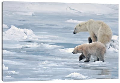 Polar Bears Canada XX Canvas Art Print - Miguel Lasa