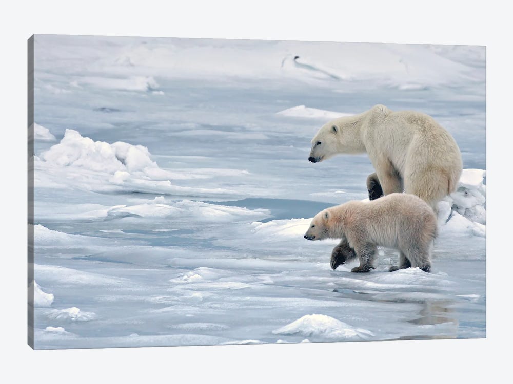 Polar Bears Canada XX by Miguel Lasa 1-piece Canvas Print