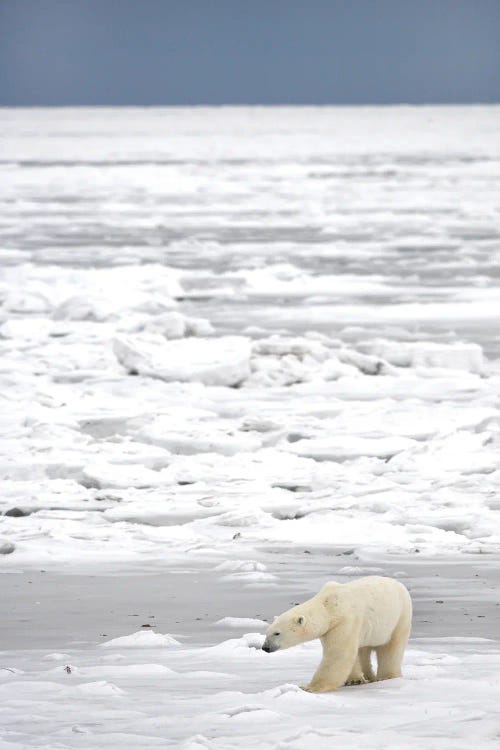 Polar Bears Canada XXI