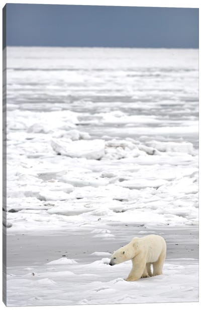 Polar Bears Canada XXI Canvas Art Print - Miguel Lasa