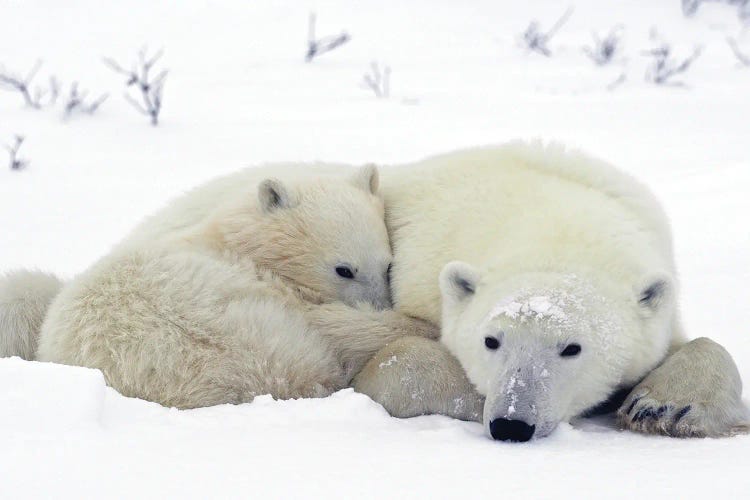 Polar Bears Canada XXII