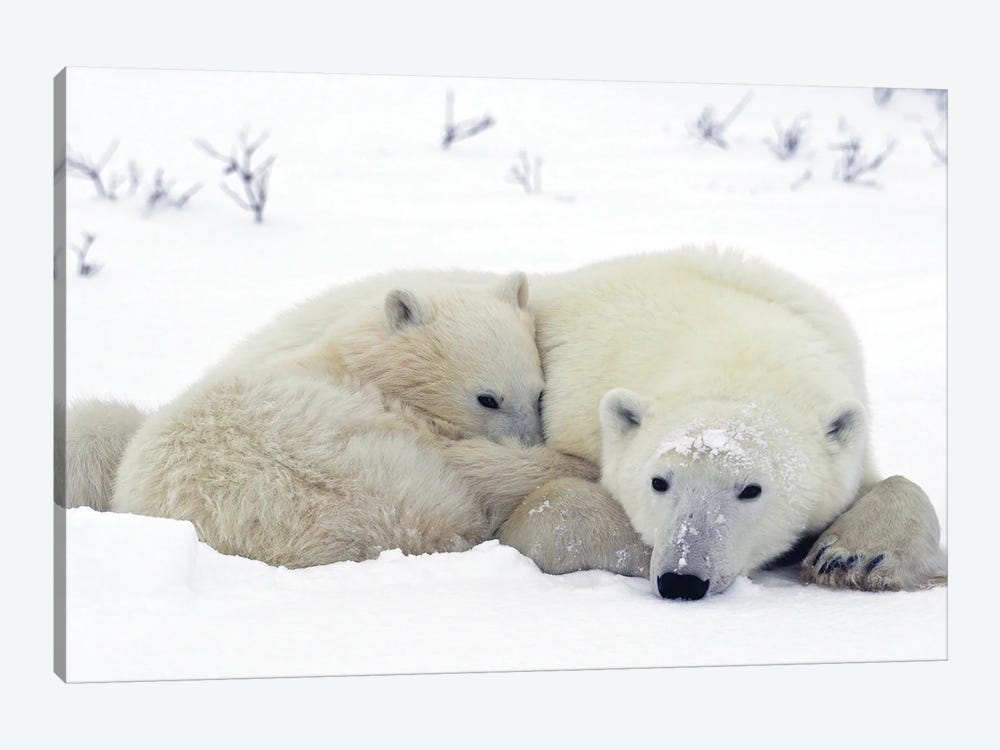 Polar Bears Canada XXII by Miguel Lasa 1-piece Art Print