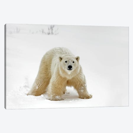 Polar Bears Canada XXIII Canvas Print #MIU108} by Miguel Lasa Canvas Artwork