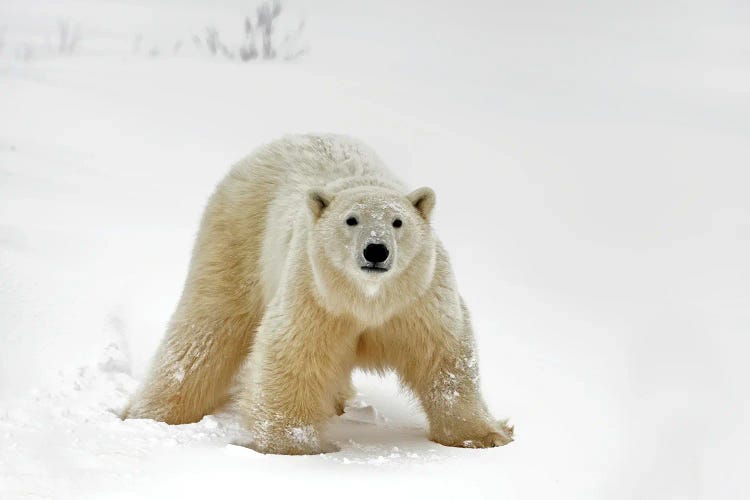 Polar Bears Canada XXIII