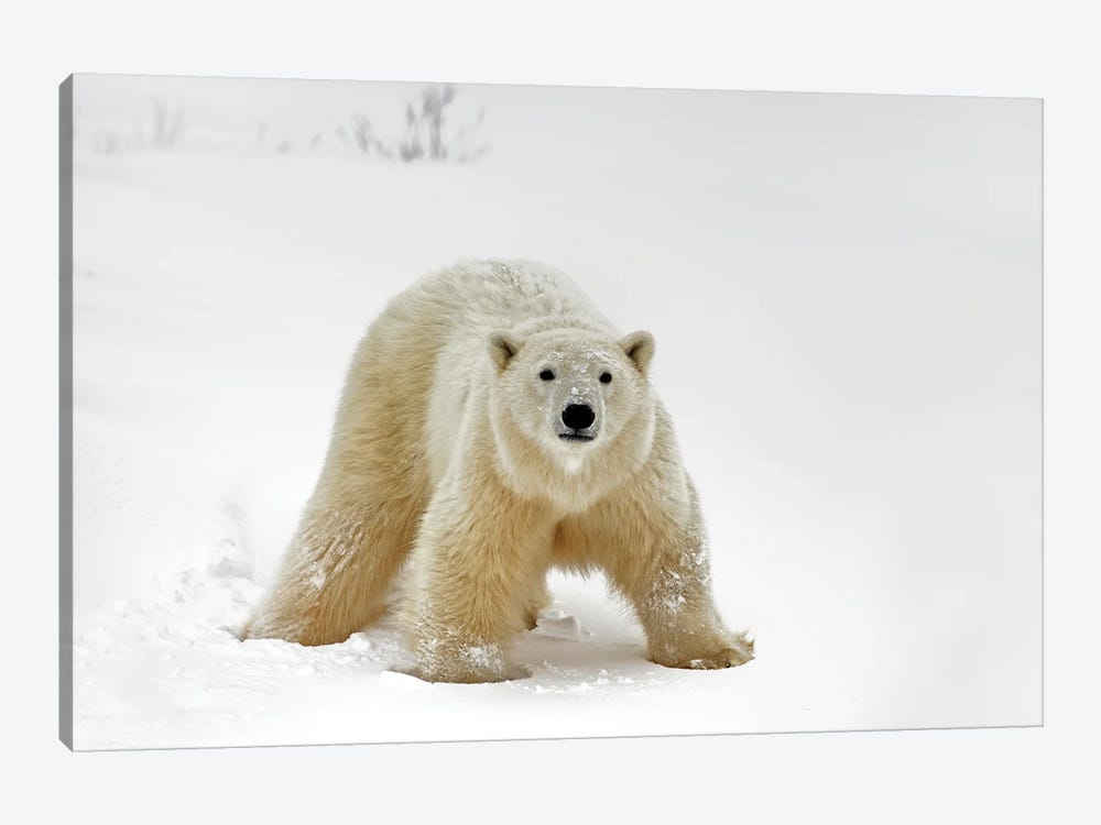 Polar Bears Canada XXIII by Miguel Lasa 1-piece Canvas Wall Art