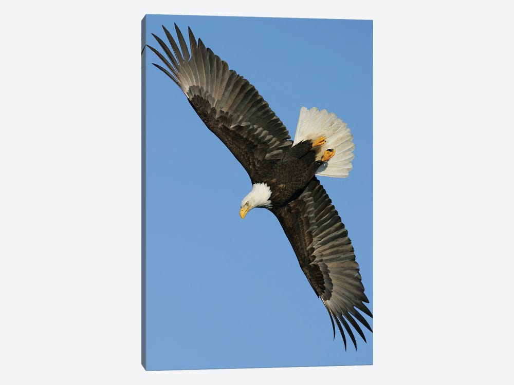 Eagle Alaska III by Miguel Lasa 1-piece Canvas Art