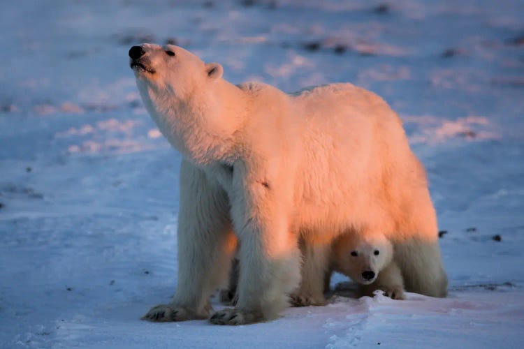 Polar Bears Canada XXV