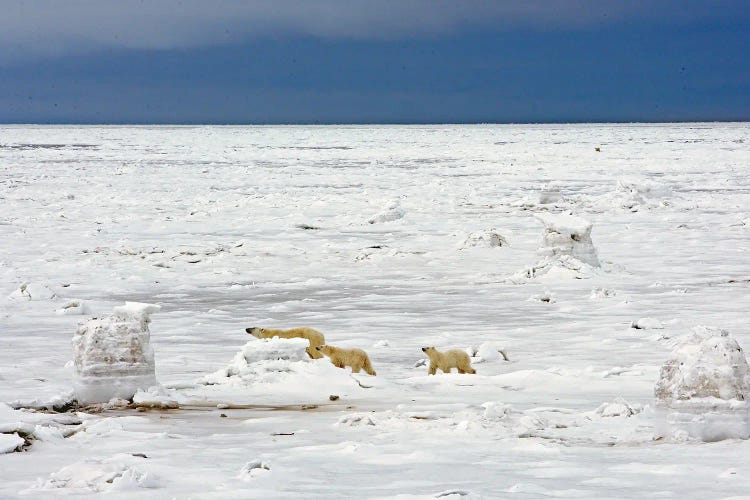 Polar Bears Canada XXVII