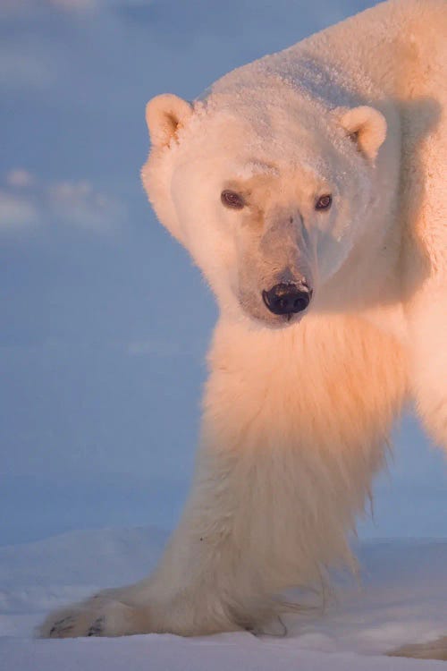 Polar Bears Canada XXIX