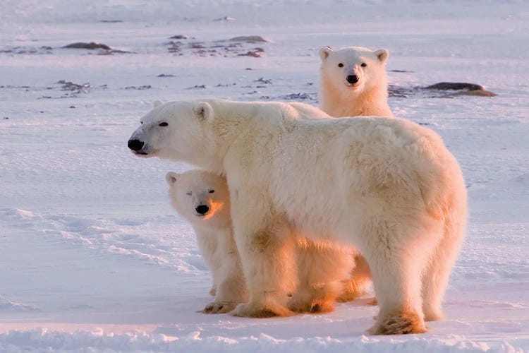 Polar Bears Canada XXX