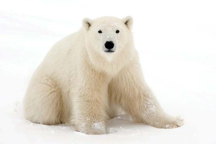 Polar Bears Canada XXXII