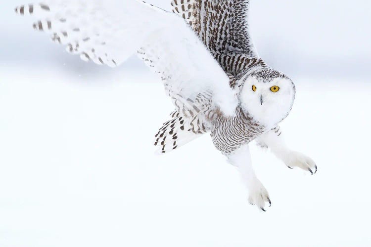 Owl Snowy