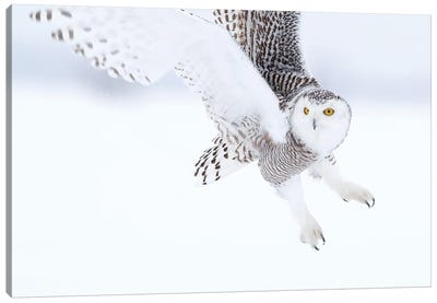 Owl Snowy Canvas Art Print - Miguel Lasa
