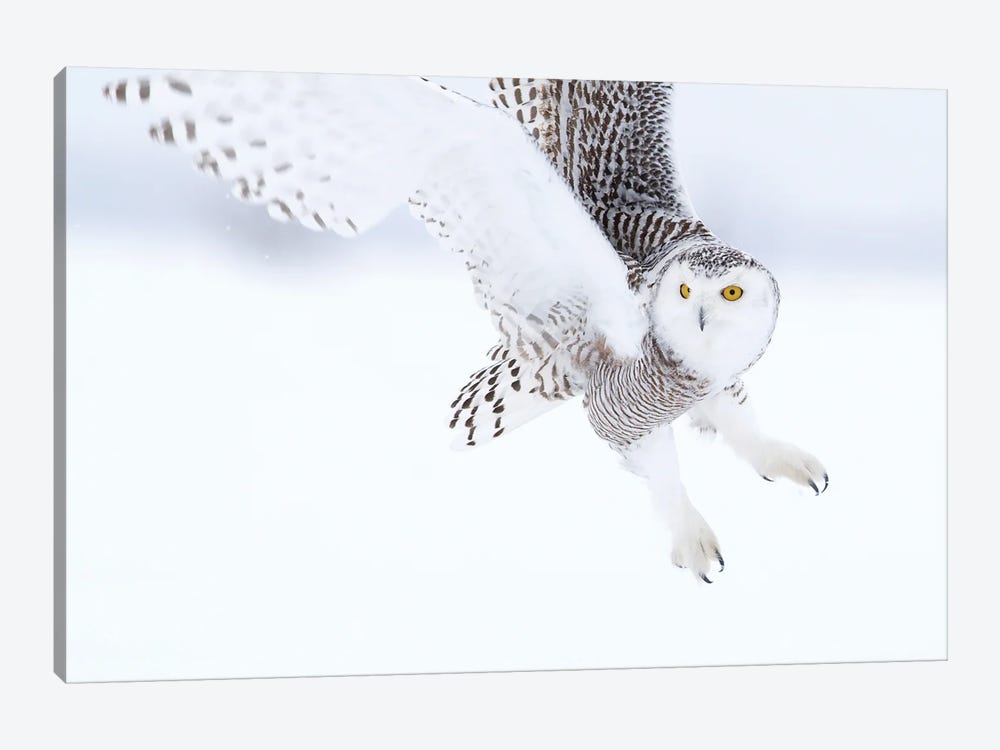 Owl Snowy by Miguel Lasa 1-piece Canvas Print
