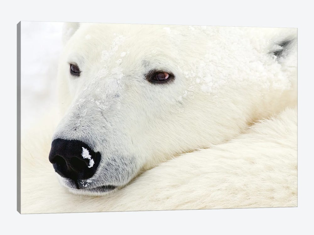 Polar Bears Canada XXXIV by Miguel Lasa 1-piece Canvas Print