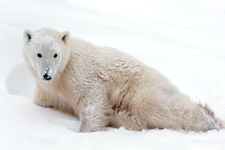 Polar Bears Canada XXXV