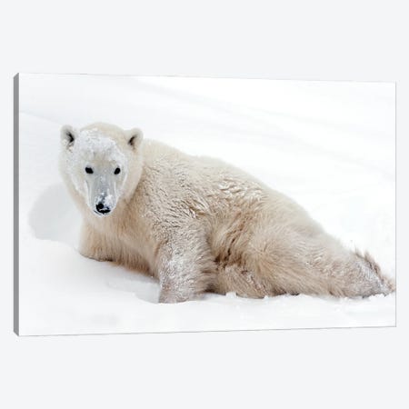 Polar Bears Canada XXXV Canvas Print #MIU122} by Miguel Lasa Canvas Artwork