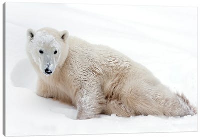 Polar Bears Canada XXXV Canvas Art Print - Miguel Lasa