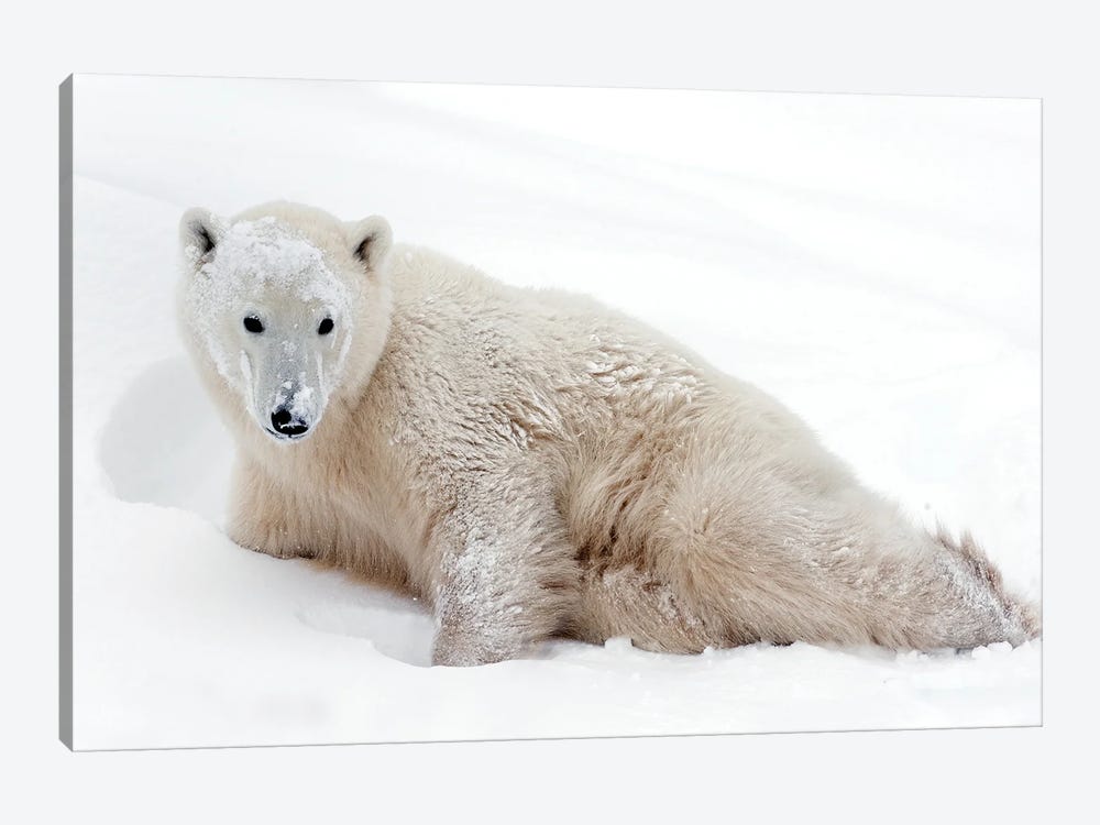 Polar Bears Canada XXXV by Miguel Lasa 1-piece Canvas Art