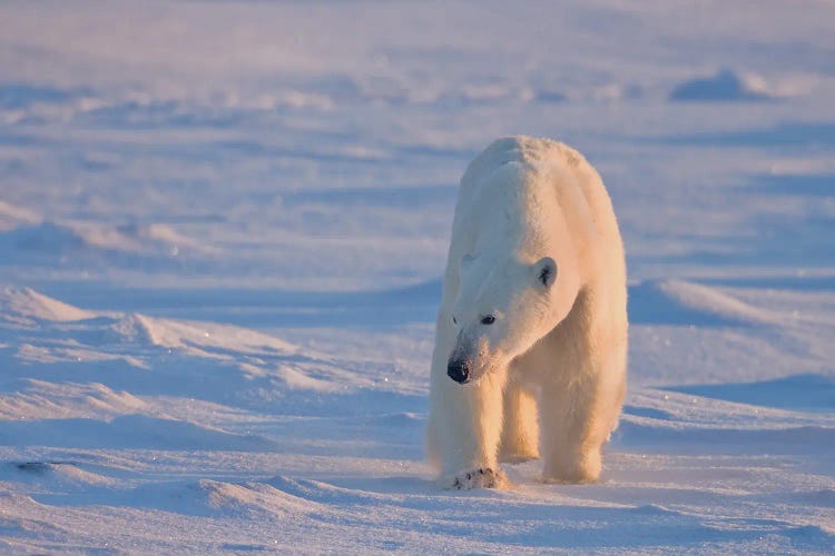 Polar Bears Canada XXXVI