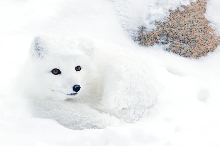 Artic Fox Canada V