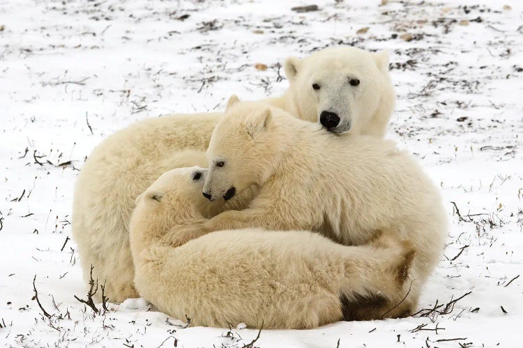 Polar Bears III