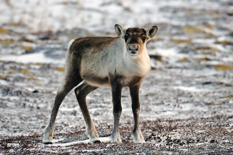 Deer Canada