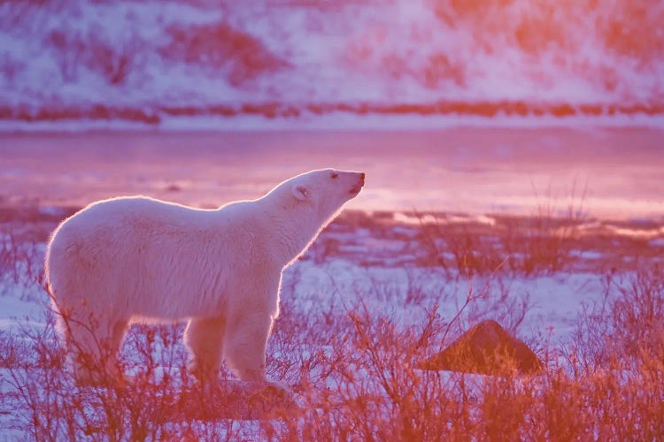 Polar Bears Canada XXXVIII