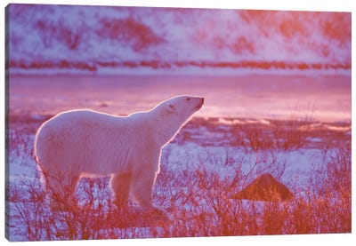 Polar Bears Canada XXXVIII Canvas Art Print - Miguel Lasa