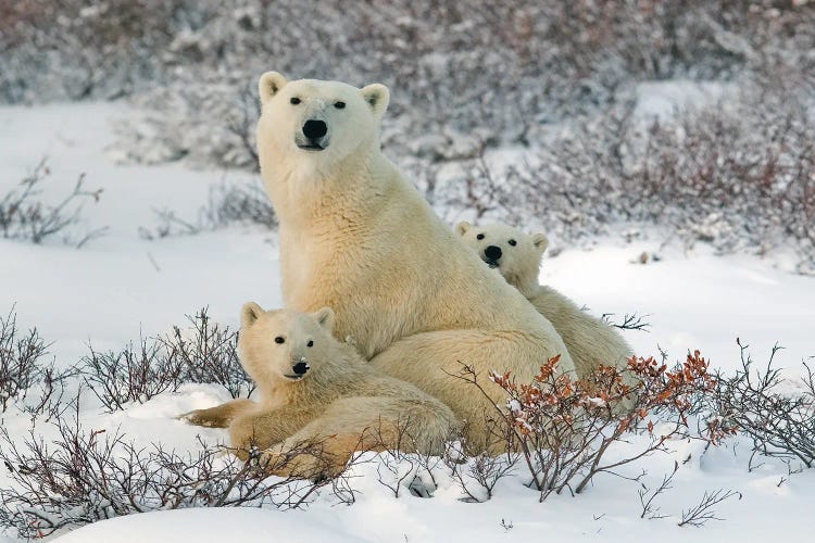 Polar Bears Canada XXXIX