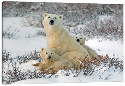 Polar Bears Canada XXXIX Canvas Art Print - Polar Bear Art
