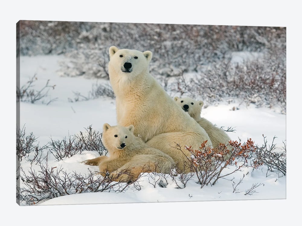 Polar Bears Canada XXXIX by Miguel Lasa 1-piece Art Print