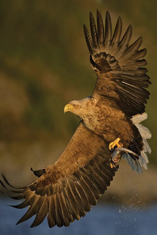 Eagle Norway I