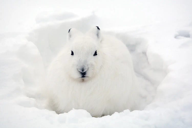 Artic Hare Canada II