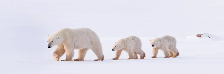 Polar Bears Canada XLV