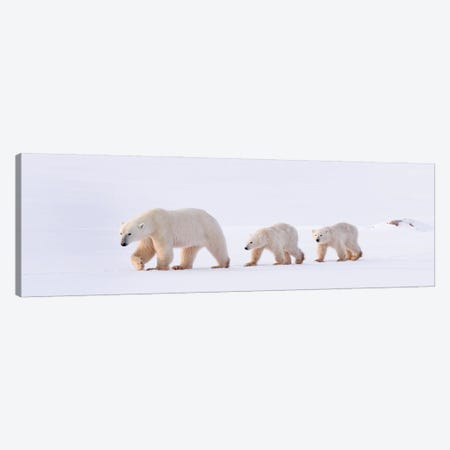 Polar Bears Canada XLV Canvas Print #MIU136} by Miguel Lasa Canvas Artwork