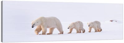 Polar Bears Canada XLV Canvas Art Print - Miguel Lasa