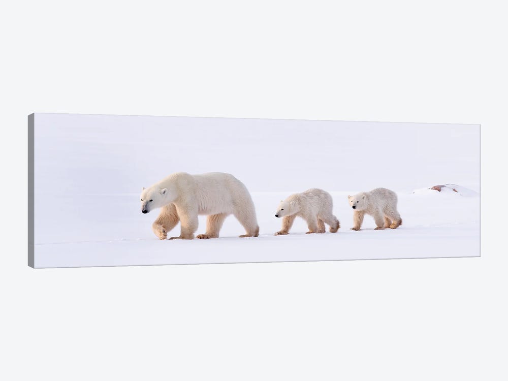 Polar Bears Canada XLV by Miguel Lasa 1-piece Canvas Print