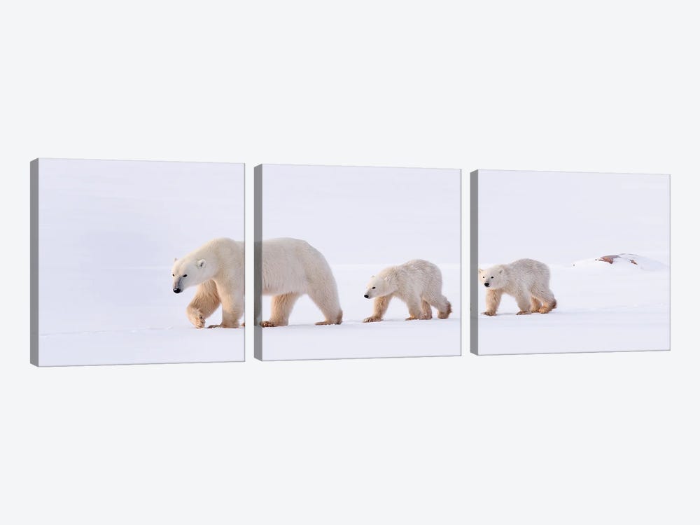 Polar Bears Canada XLV by Miguel Lasa 3-piece Canvas Print