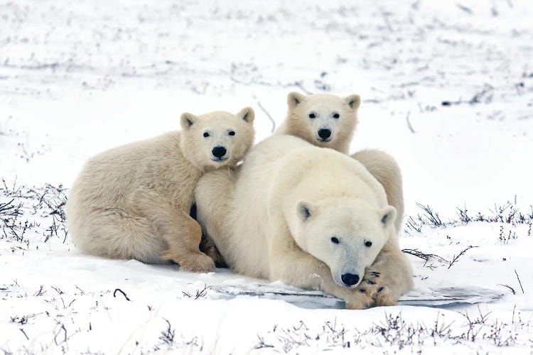 Polar Bears Canada XLVI