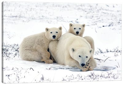 Polar Bears Canada XLVI Canvas Art Print - Polar Bear Art