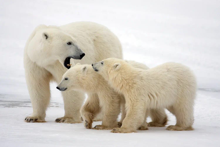 Polar Bears Canada XLVII