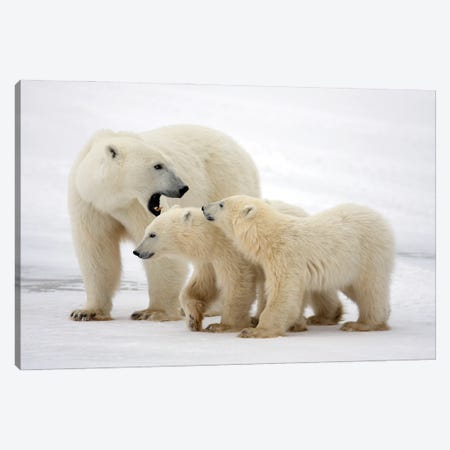 Polar Bears Canada XLVII Canvas Print #MIU138} by Miguel Lasa Canvas Print