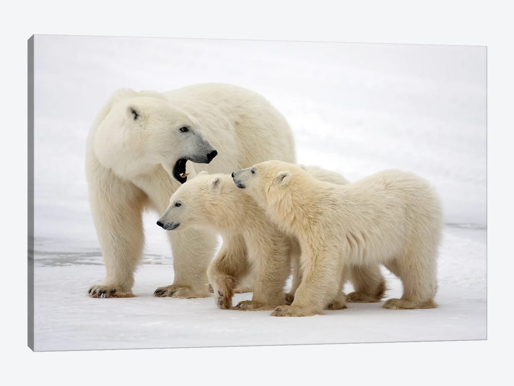 Polar Bears Canada XLVII by Miguel Lasa 1-piece Art Print